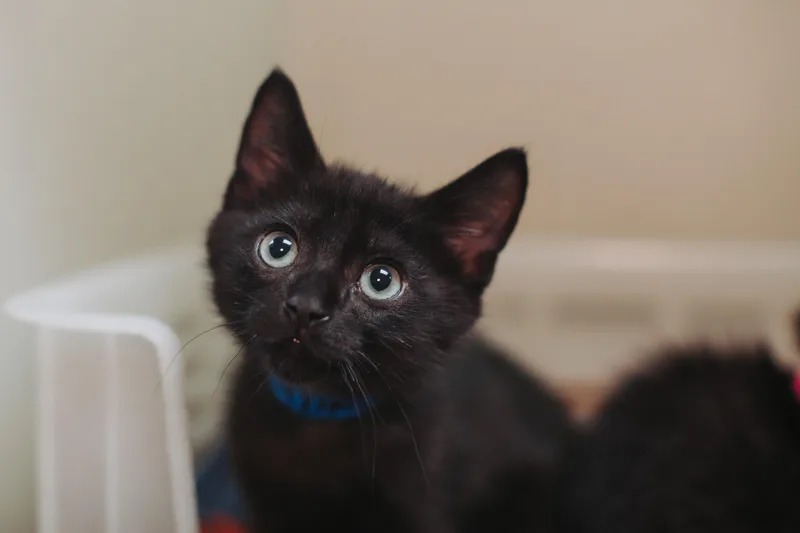 A young small-sized male Domestic Short Hair cat named A Tchaikovsky Petsmart West for adoption in North Charleston, SC