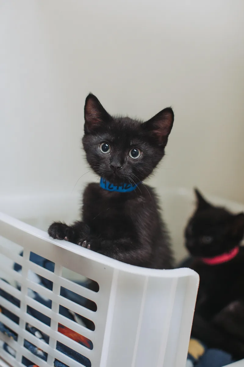 A Tchaikovsky Petsmart West thumbnail 2