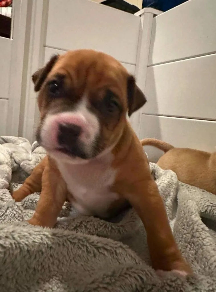 A baby large-sized female Terrier dog named Magnolia for adoption in El Dorado, AR