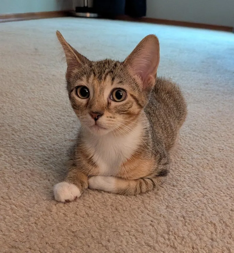 A baby small-sized female Domestic Short Hair cat named Lucy bonded wSally for adoption in Ballwin, MO