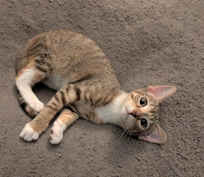 Lucy bonded wSally thumbnail 2