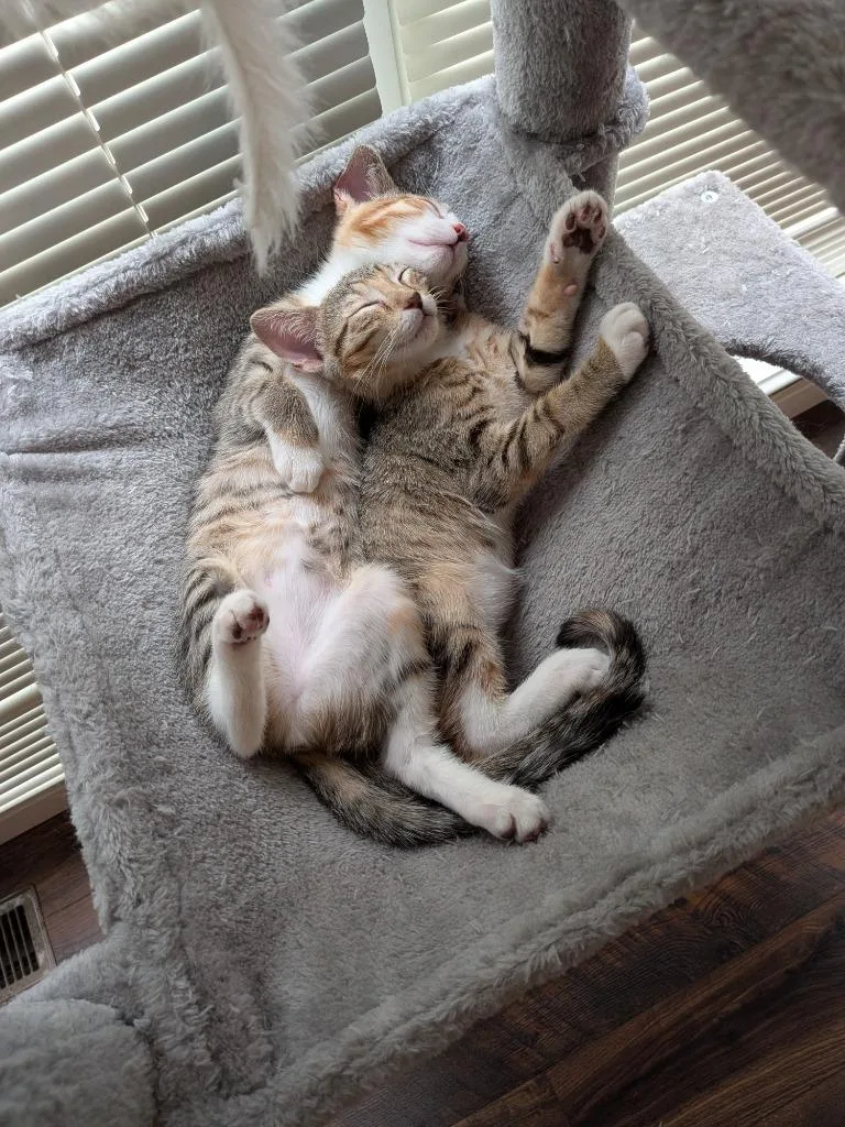 Lucy bonded wSally thumbnail 5