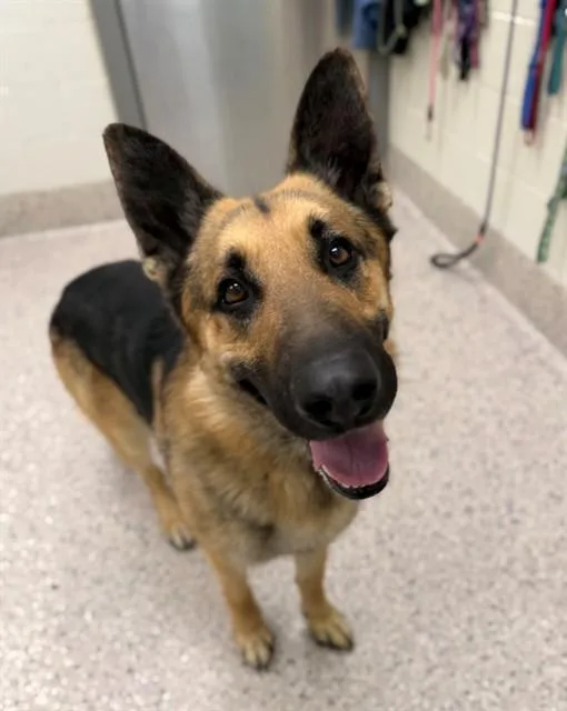 An adult large-sized male German Shepherd Dog dog named Paco for adoption in Brighton, CO