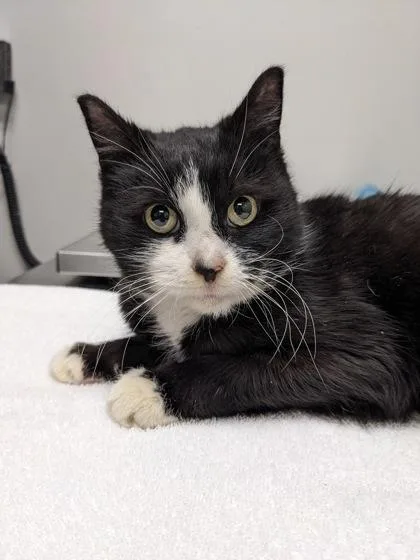 Mooncake thumbnail 2