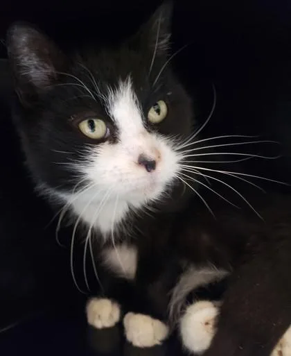 Mooncake thumbnail 3