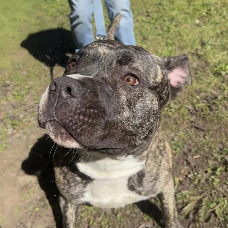 An adult large-sized male Brown / Chocolate Mastiff dog named Prince for adoption in Port Townsend, WA