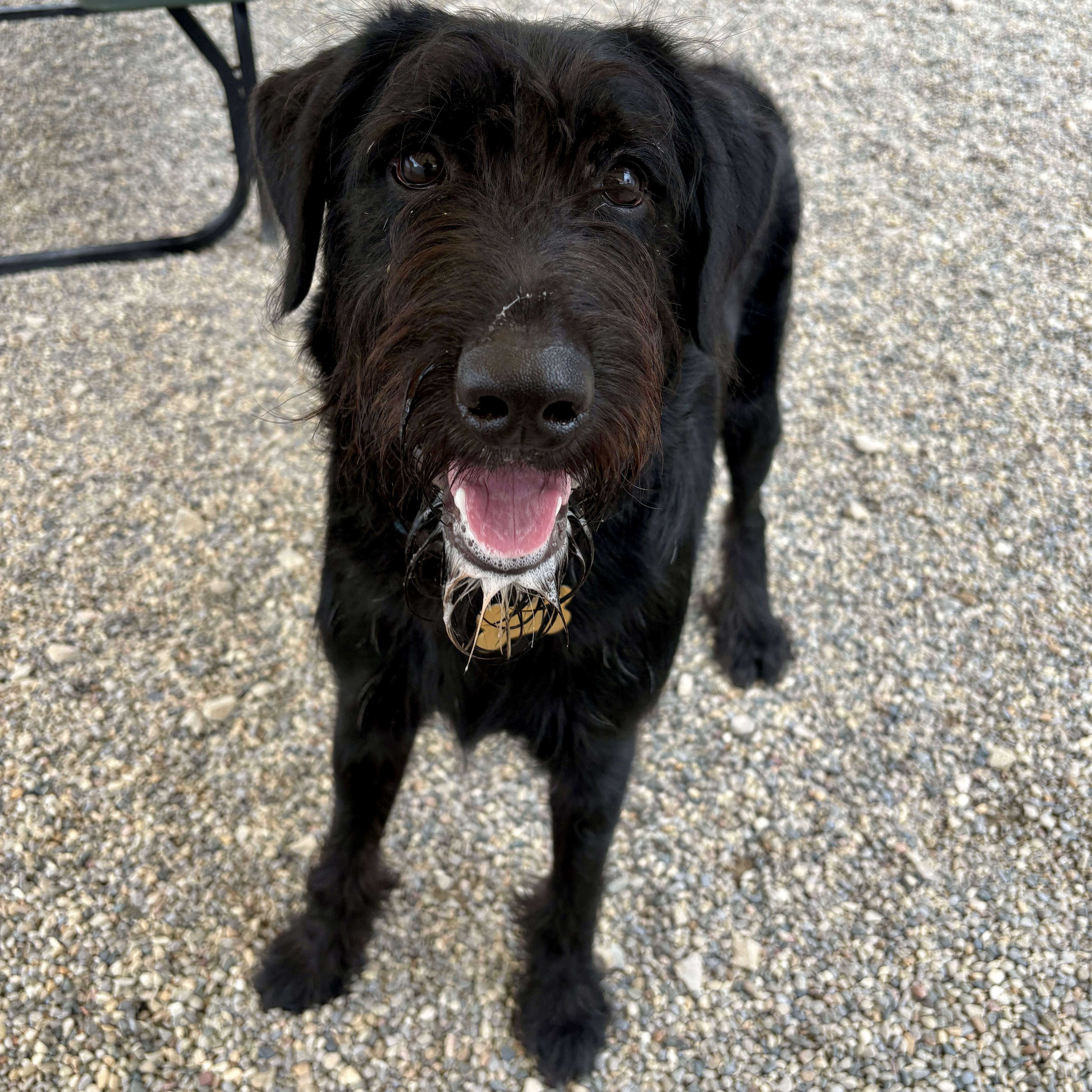 A young medium-sized male Black Labradoodle dog named Night for adoption in Detroit, MI