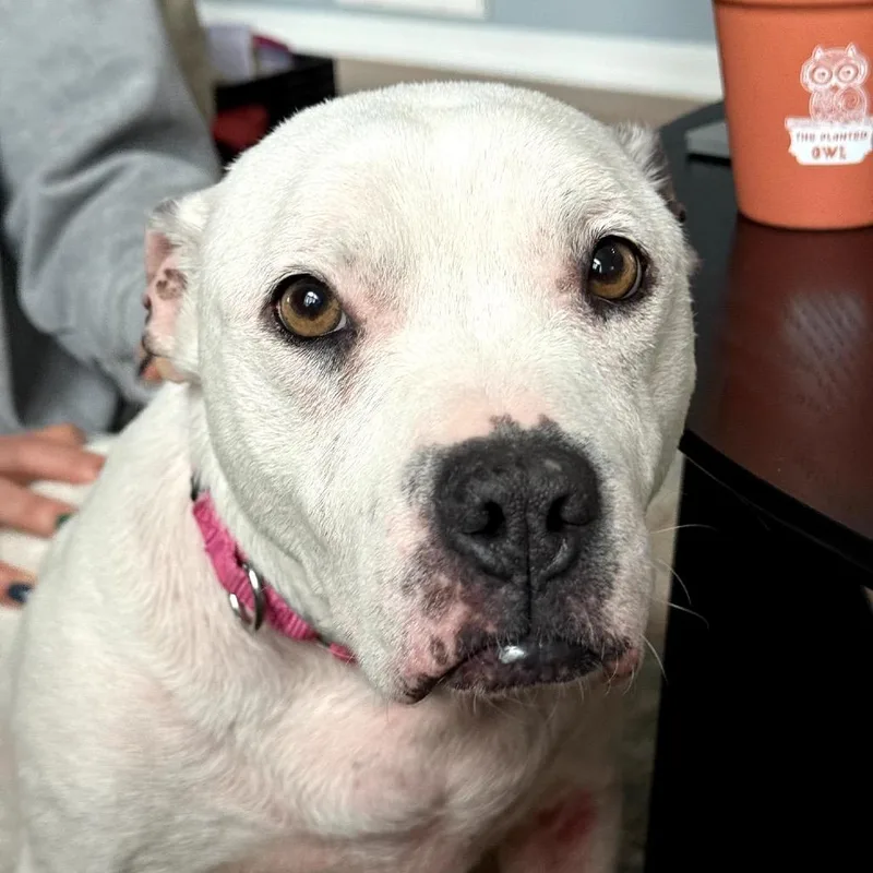 An adult medium-sized female White / Cream Pit Bull Terrier dog named Lola for adoption in Nashville, TN