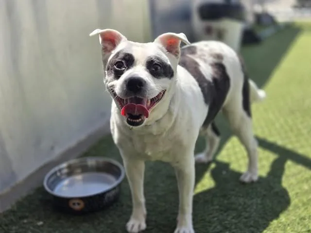 An adult medium-sized male Terrier dog named Bandit for adoption in Saint Louis, MO