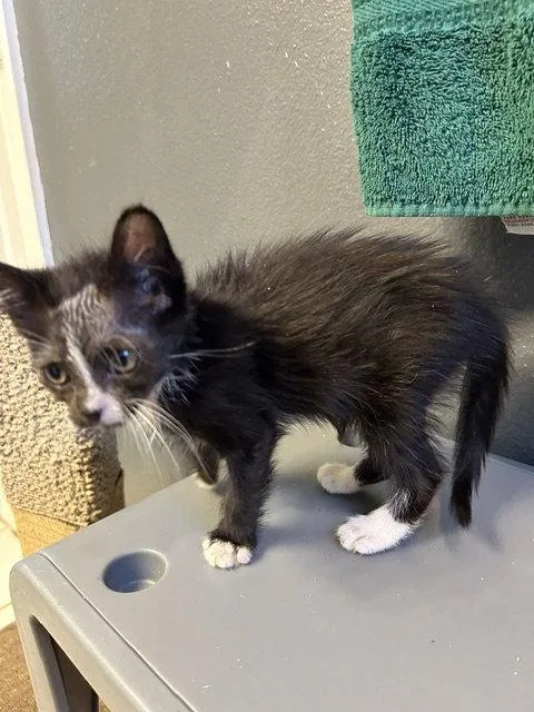 A baby medium-sized female Black & White / Tuxedo Domestic Medium Hair cat named Ingrid for adoption in Orlando, FL