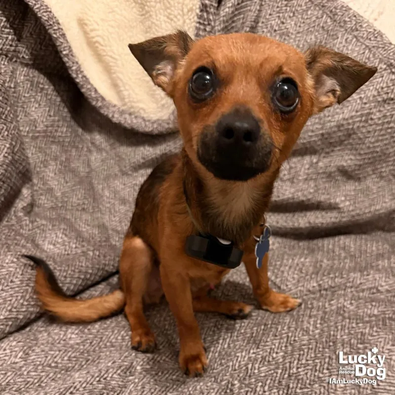 A young small-sized male Chihuahua dog named Kramer for adoption in Washington, DC