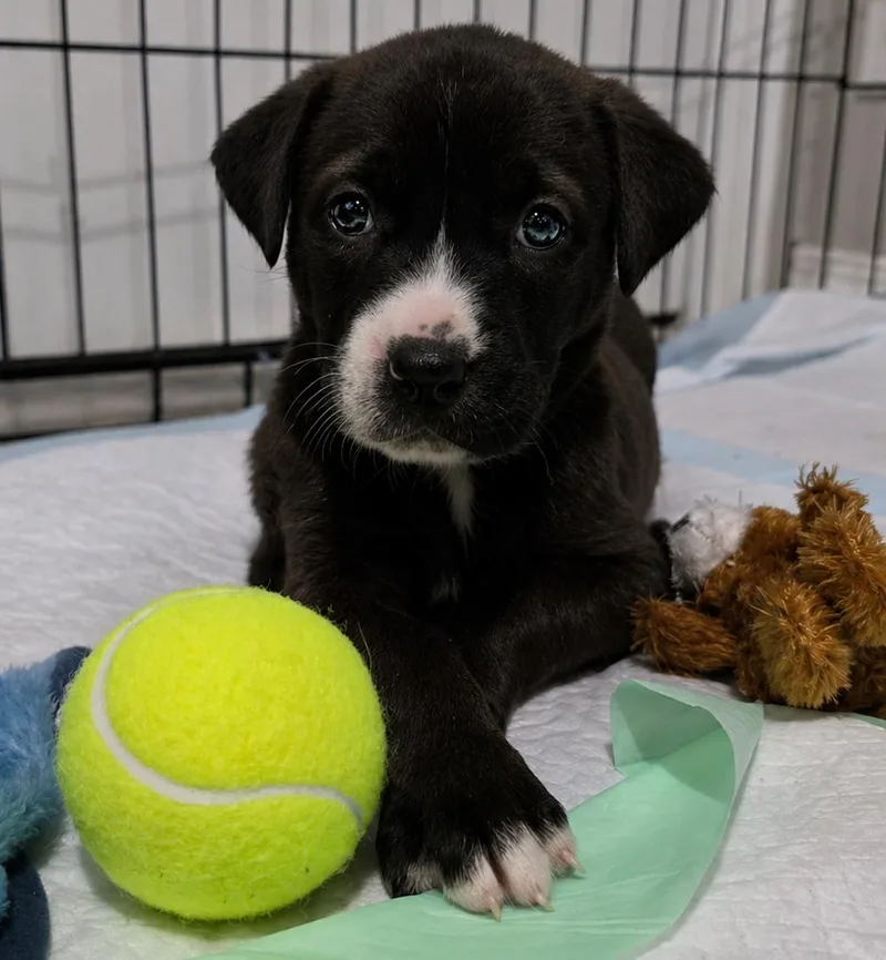 A baby large-sized female Black Great Pyrenees dog named Loretta Lynn for adoption in Kiowa, OK