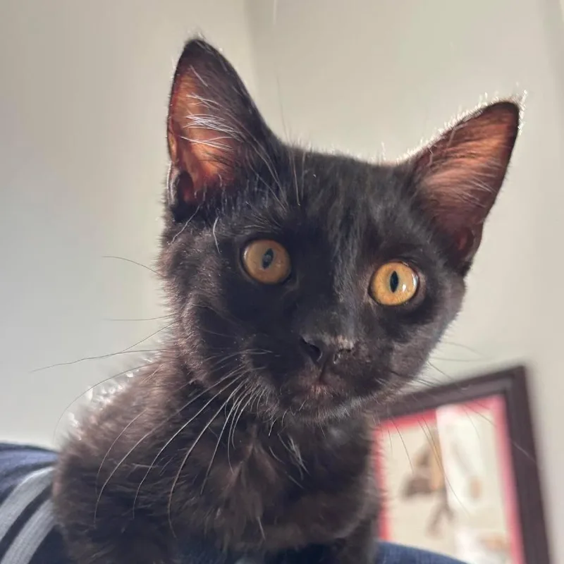 A baby small-sized male Black Domestic Medium Hair cat named Vader for adoption in Winchester, VA