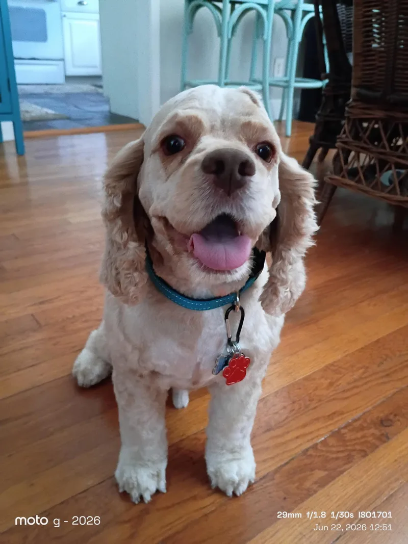 An adult medium-sized male Cocker Spaniel dog named Jaxson for adoption in Cape Coral, FL