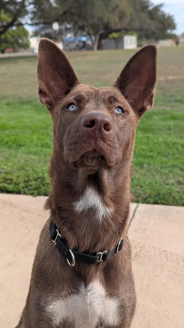 An adult large-sized female Catahoula Leopard Dog dog named Willow for adoption in Austin, TX
