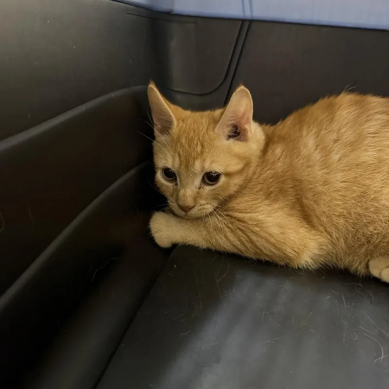 A baby small-sized male Orange / Red Domestic Short Hair cat named JS "Rudy" for adoption in Perkiomenville, PA