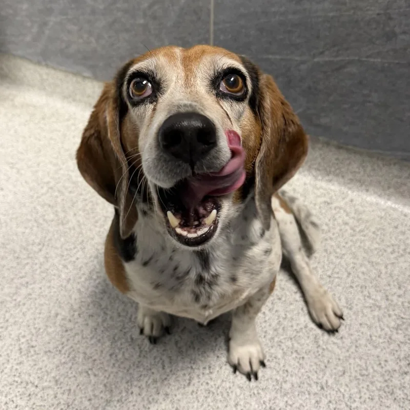 An adult medium-sized male Tricolor (Brown, Black, & White) Beagle dog named Elvis for adoption in Cooperstown, NY