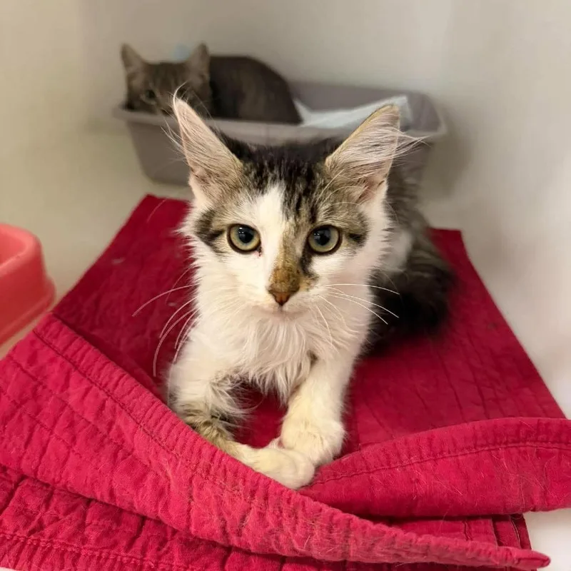 A baby small-sized male Domestic Medium Hair cat named Scott for adoption in Murray, UT