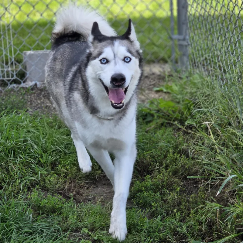 An adult medium-sized male White / Cream Husky dog named Arlo for adoption in Brookings, SD