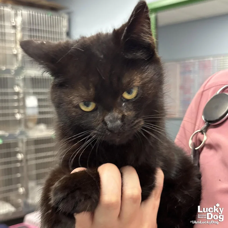 Nintendo thumbnail 2