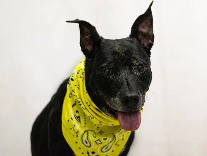 A senior medium-sized female Black Labrador Retriever dog named Sleepy for adoption in Sanford, FL