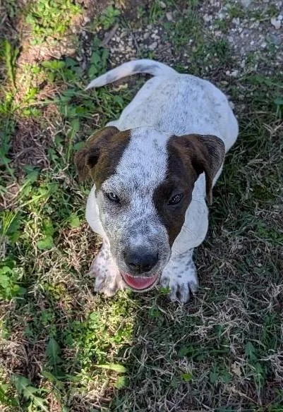 Indiana Bones thumbnail 2