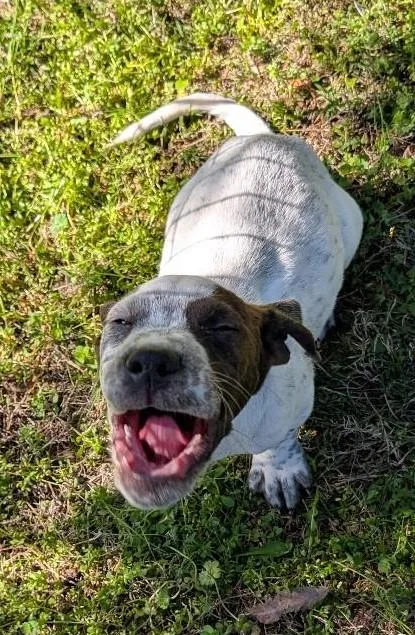 Indiana Bones thumbnail 3