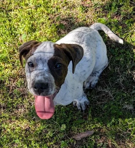 Indiana Bones thumbnail 4