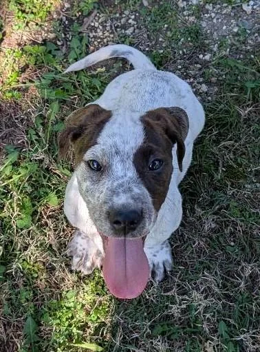 Indiana Bones thumbnail 5