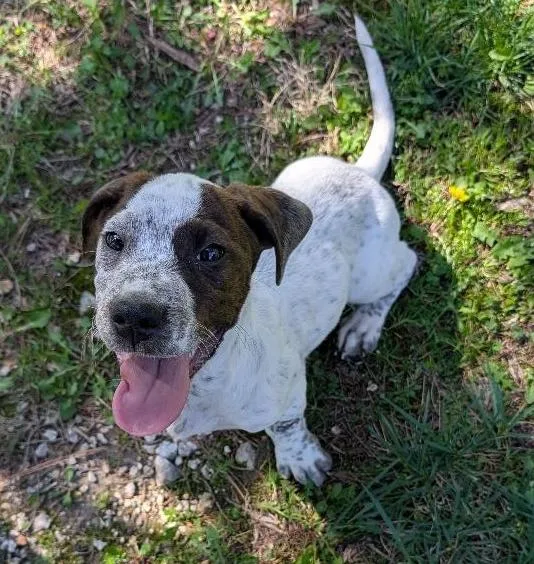 Indiana Bones thumbnail 6