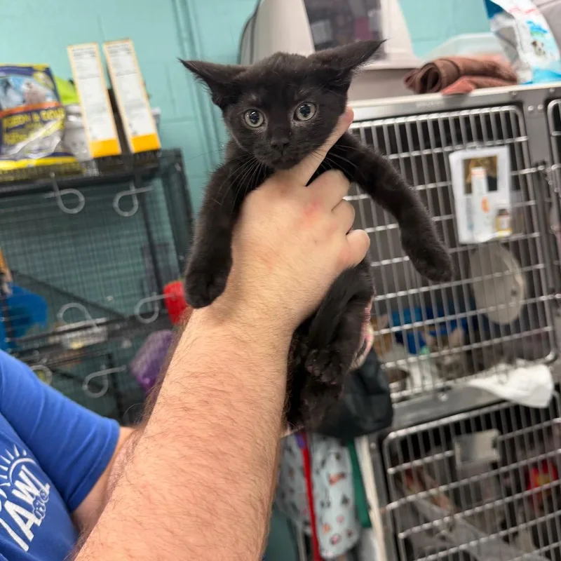 A baby small-sized female Black Domestic Short Hair cat named Boo for adoption in Port Charlotte, FL