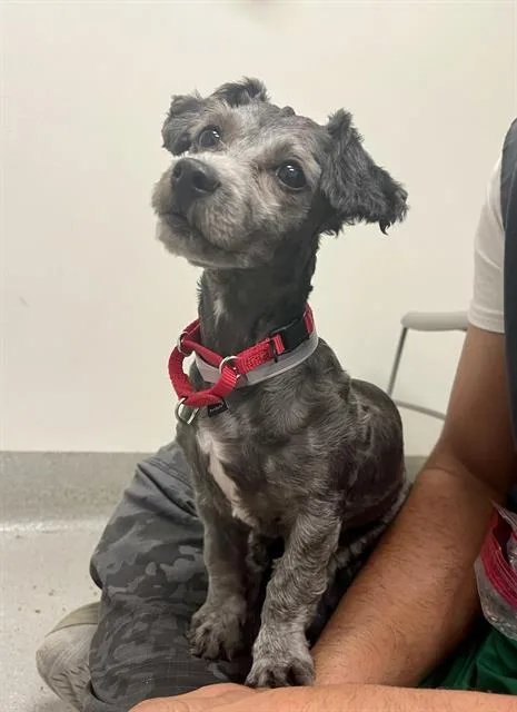 A baby small-sized female Poodle dog named Halley for adoption in San Francisco, CA