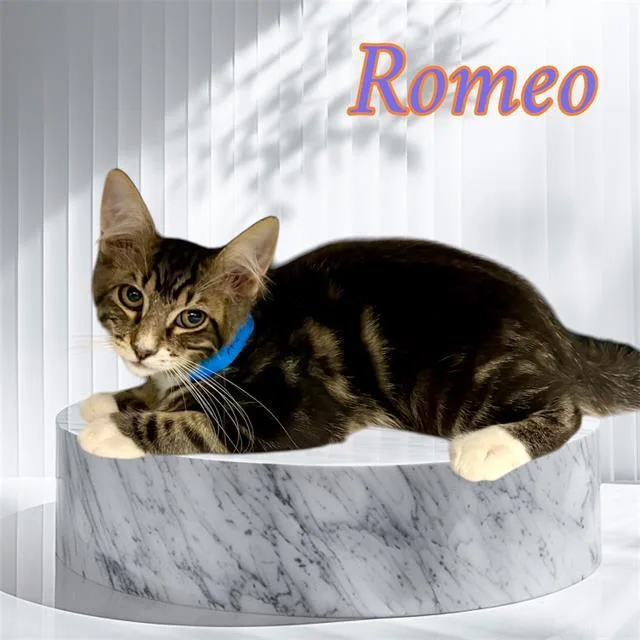 Romeo