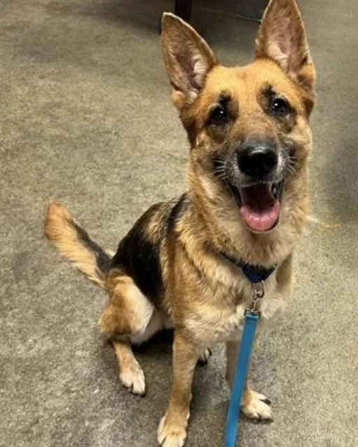 An adult medium-sized female Mixed Breed dog named Demi for adoption in Jacksonville, FL