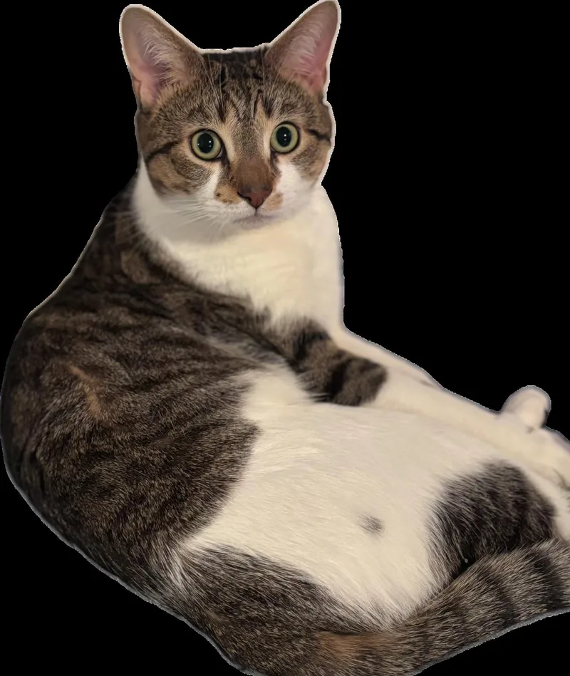 A young medium-sized male Tabby (Buff / Tan / Fawn) Domestic Short Hair cat named Teddy for adoption in Canton, MA