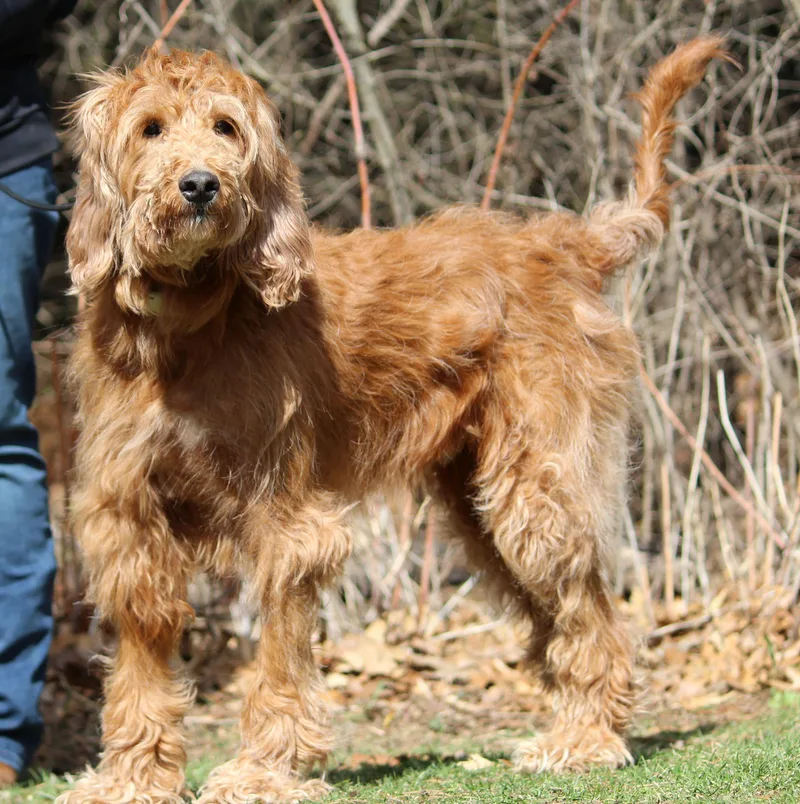 An adult medium-sized male Standard Poodle dog named Bru for adoption in Portage, WI
