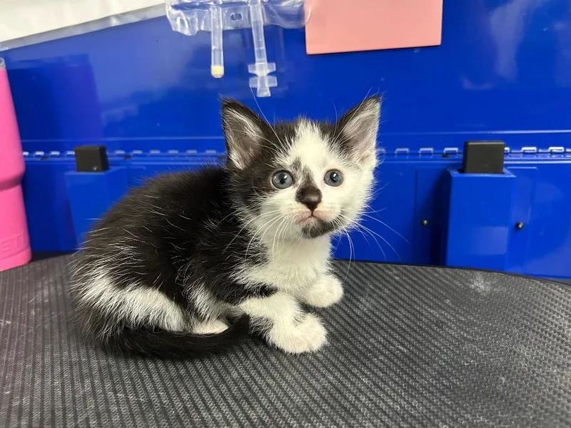 A baby small-sized female Domestic Short Hair cat named Magenta for adoption in Washington Court House, OH