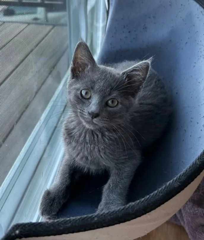 A baby small-sized male Domestic Short Hair cat named Garth for adoption in Santa Cruz, CA