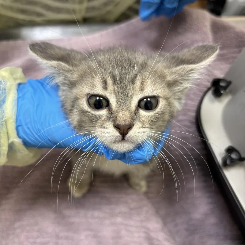 A baby small-sized female Gray / Blue / Silver Domestic Short Hair cat named Marmoset for adoption in Evanston, IL