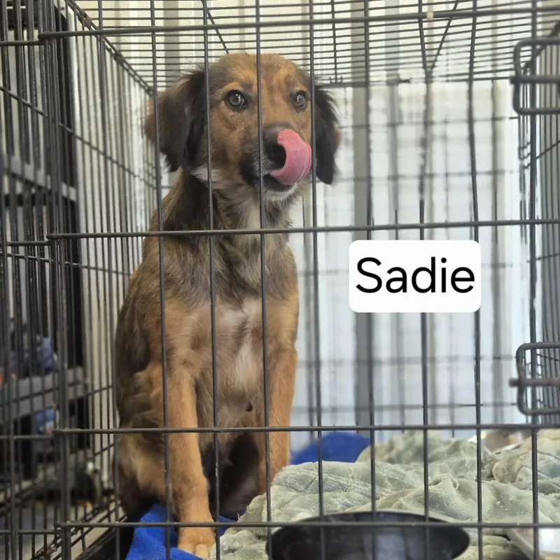 A young medium-sized female Red / Chestnut / Orange Shepherd dog named Sadie for adoption in Dover, AR