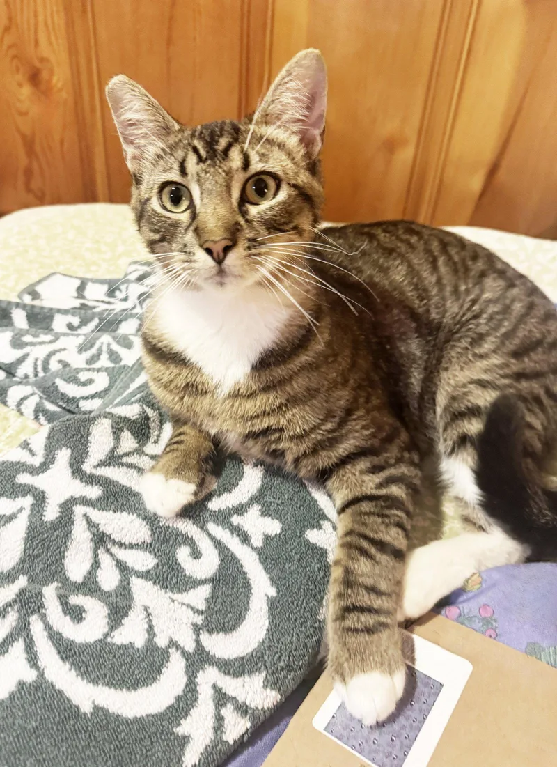A young medium-sized male Tabby cat named Timothy for adoption in Alameda, CA