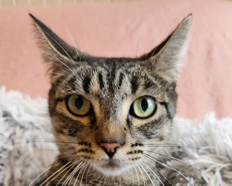 An adult medium-sized female Tabby cat named Chloe for adoption in Anacortes, WA