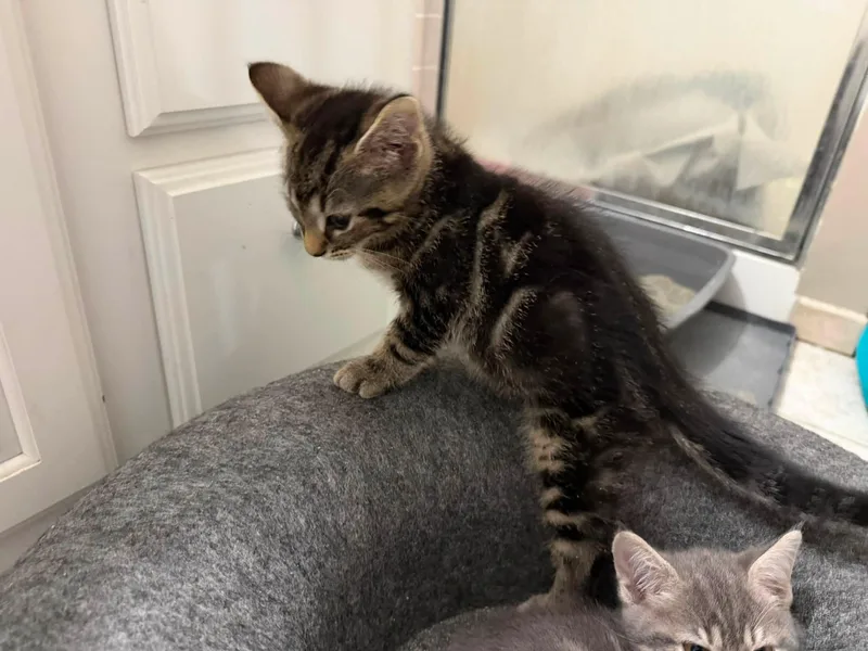 A baby medium-sized male Tabby (Brown / Chocolate) Domestic Short Hair cat named Friedrich for adoption in Cleveland, OH