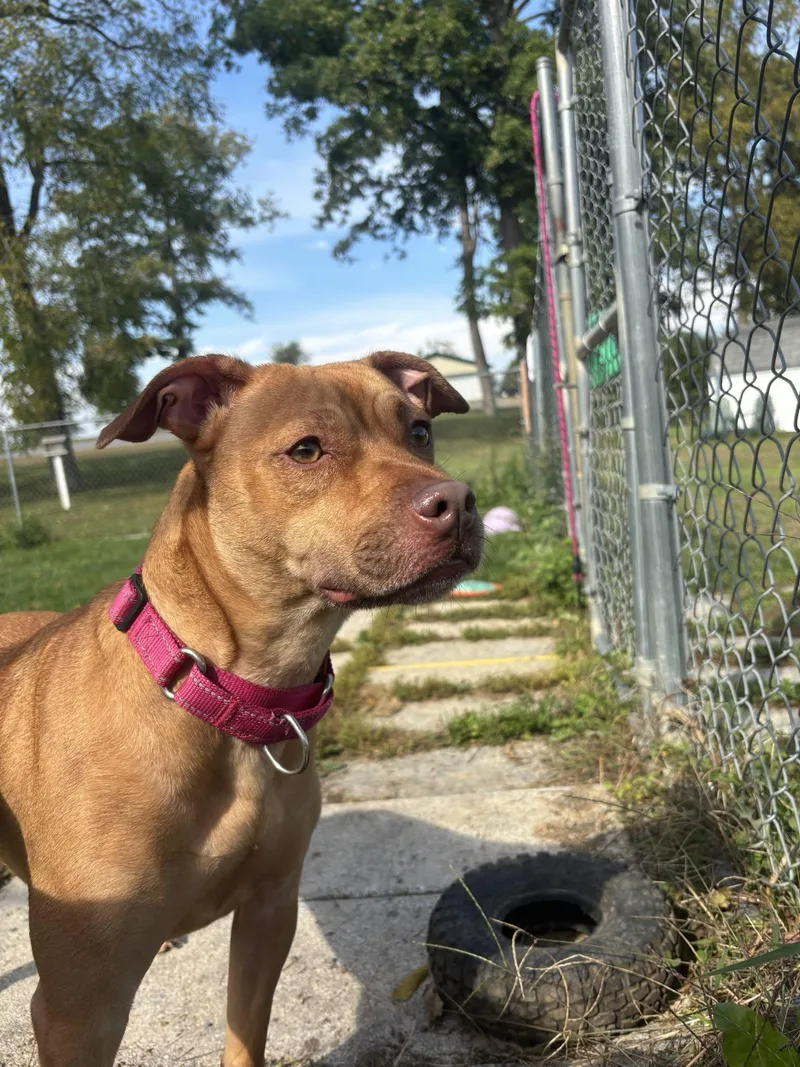 An adult medium-sized female Red / Chestnut / Orange Terrier dog named Sky for adoption in Chambersburg, PA