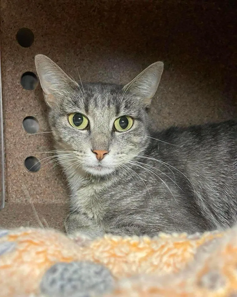 An adult medium-sized female Domestic Short Hair cat named Trinity for adoption in Stillwater, OK