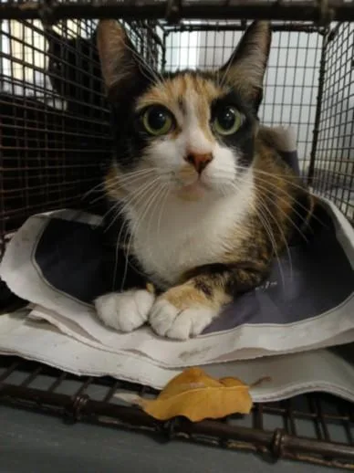 A young large-sized female Domestic Short Hair cat named Ocean for adoption in Chatsworth, CA