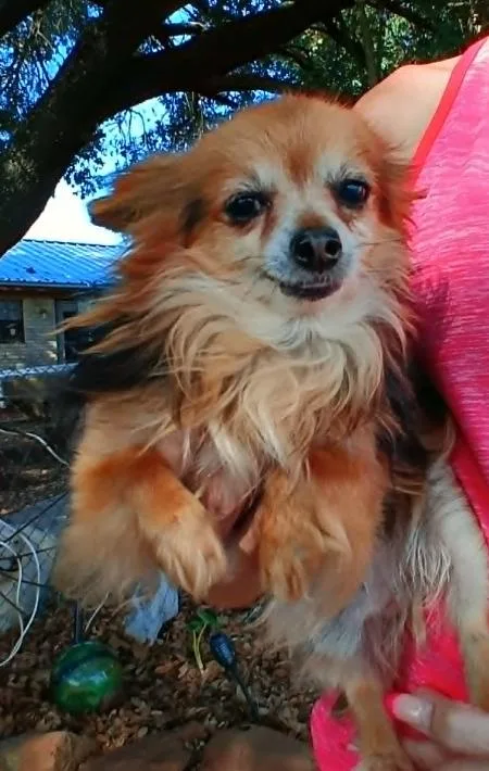 An adult small-sized male Chihuahua dog named Nacho In Tx for adoption in Cranston, RI