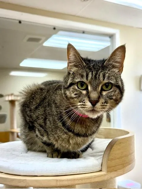 An adult medium-sized female Tabby (Brown / Chocolate) Domestic Short Hair cat named Bailey for adoption in Medina, OH