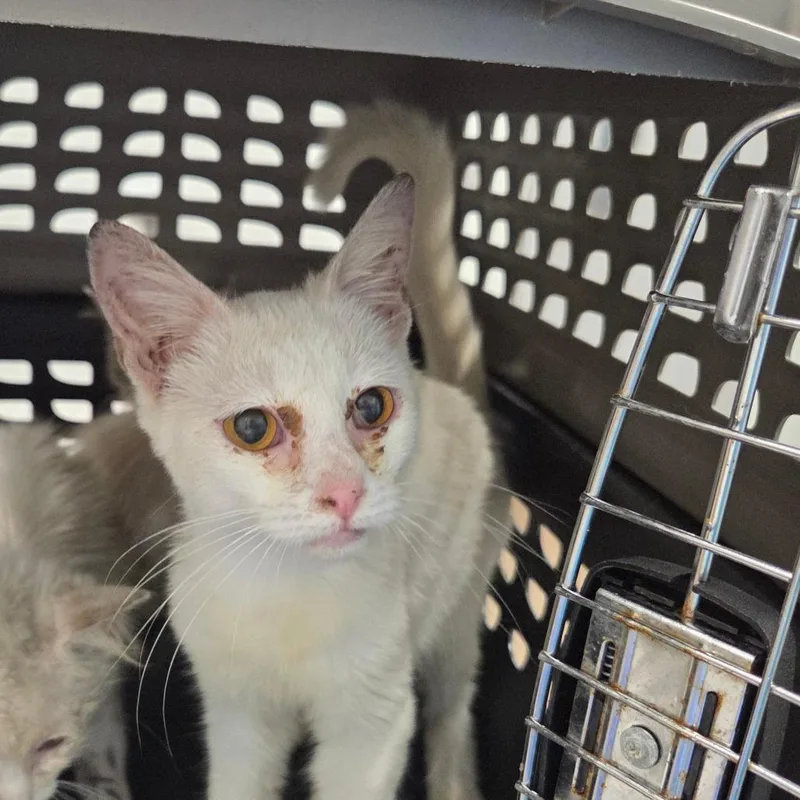A baby small-sized female White Domestic Short Hair cat named Yuki for adoption in Chattanooga, TN