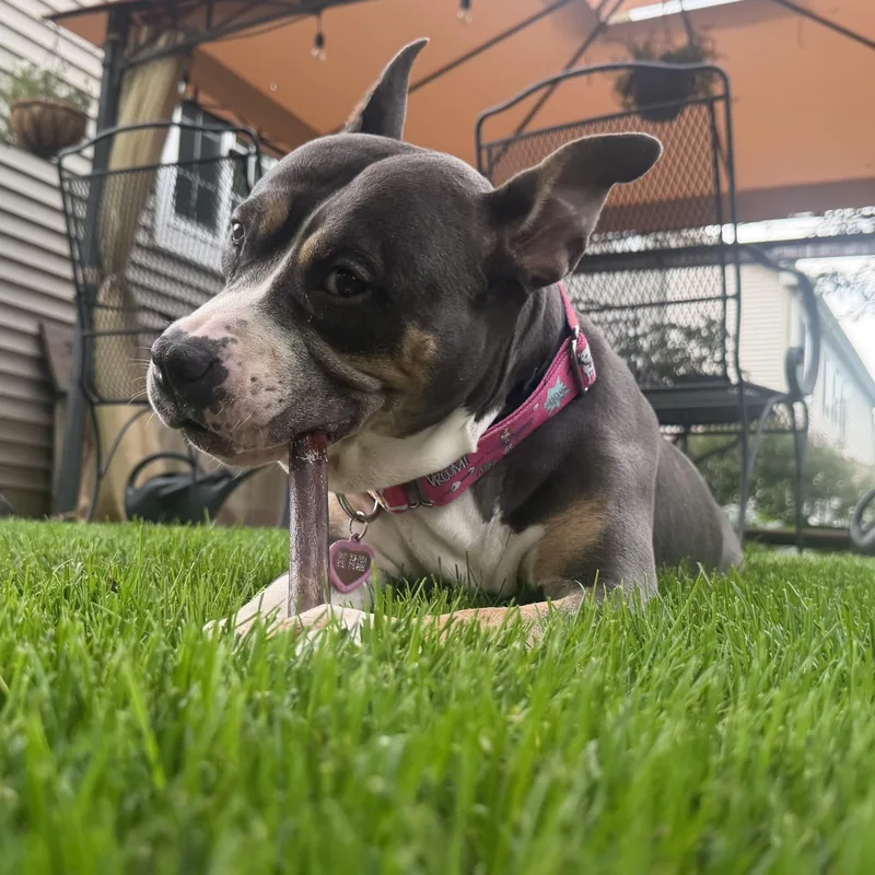 An adult medium-sized female Yellow / Tan / Blond / Fawn Pit Bull Terrier dog named Lulu for adoption in Peotone, IL